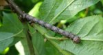 Mrzonka pierzak (Colotois pennaria)