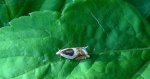 Ancylis badiana