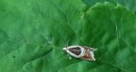 Ancylis badiana