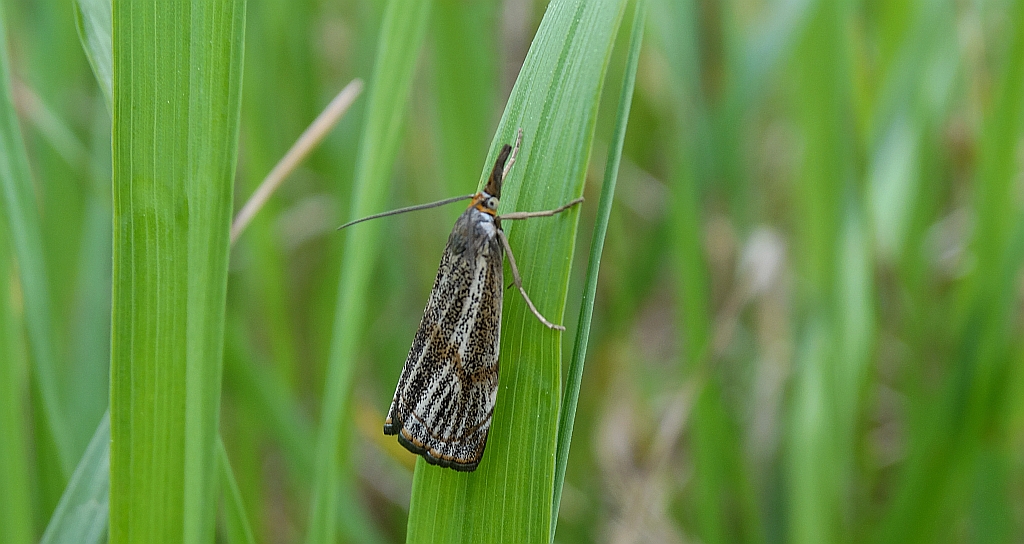Wachlarzyk kołacznik (Thisanotia chrysonuchella)