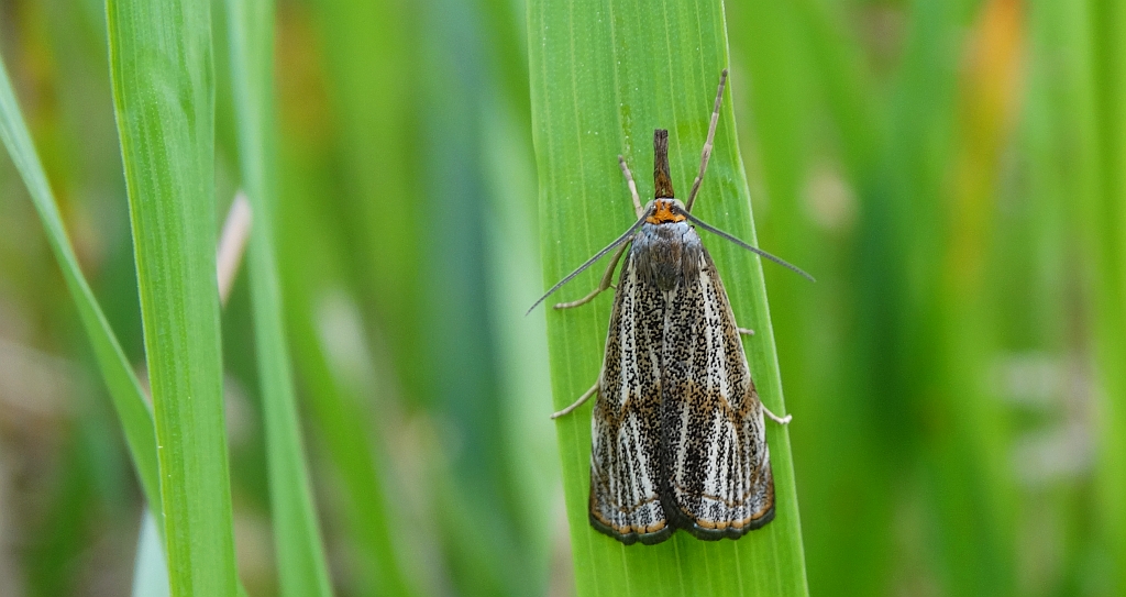 Wachlarzyk kołacznik (Thisanotia chrysonuchella)