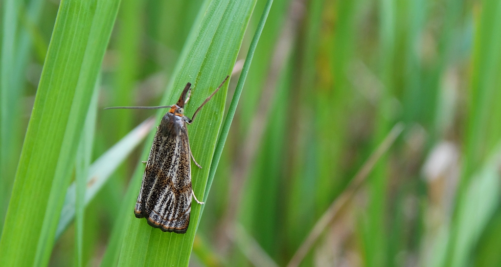 Wachlarzyk kołacznik (Thisanotia chrysonuchella)