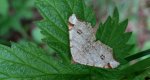 Witalnik dębiak (Macaria notata)