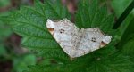 Witalnik dębiak (Macaria notata)