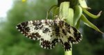 Paśnik posmutek  (Epirrhoe tristata)