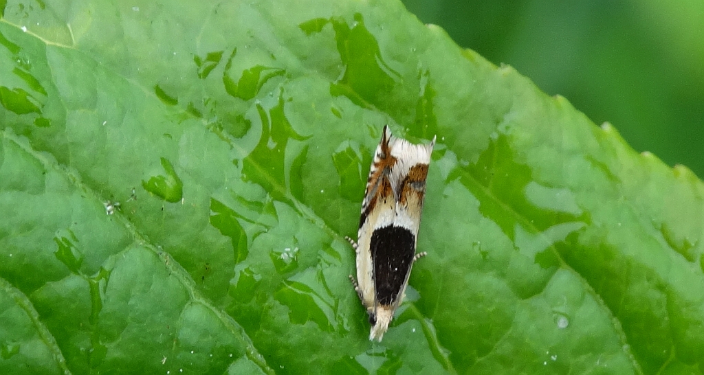 Ancylis badiana