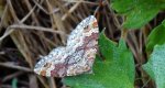Paśnik cisawiak ( Xanthorhoe spadicearia )