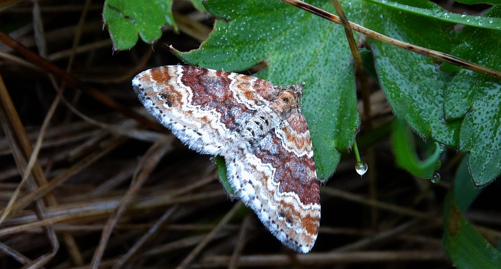 Paśnik cisawiak ( Xanthorhoe spadicearia )