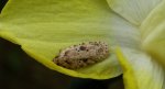 Semioscopis avellanella