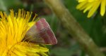 Phytometra viridaria