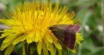Phytometra viridaria