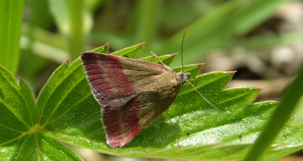 Phytometra viridaria