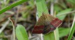 Phytometra viridaria