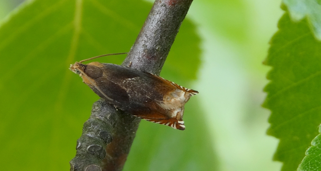 Ancylis upupana