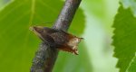 Ancylis upupana