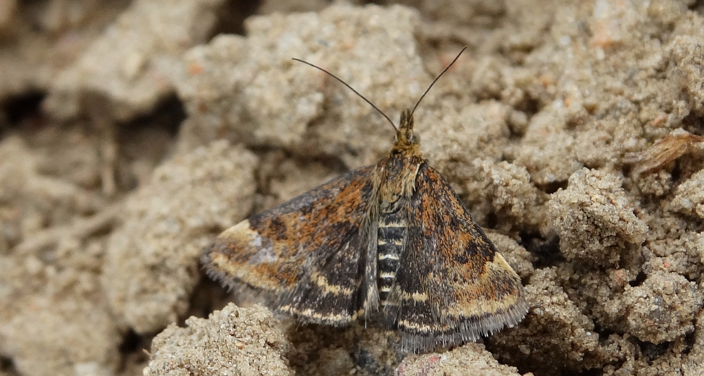 Pyrausta despicata