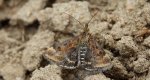 Pyrausta despicata