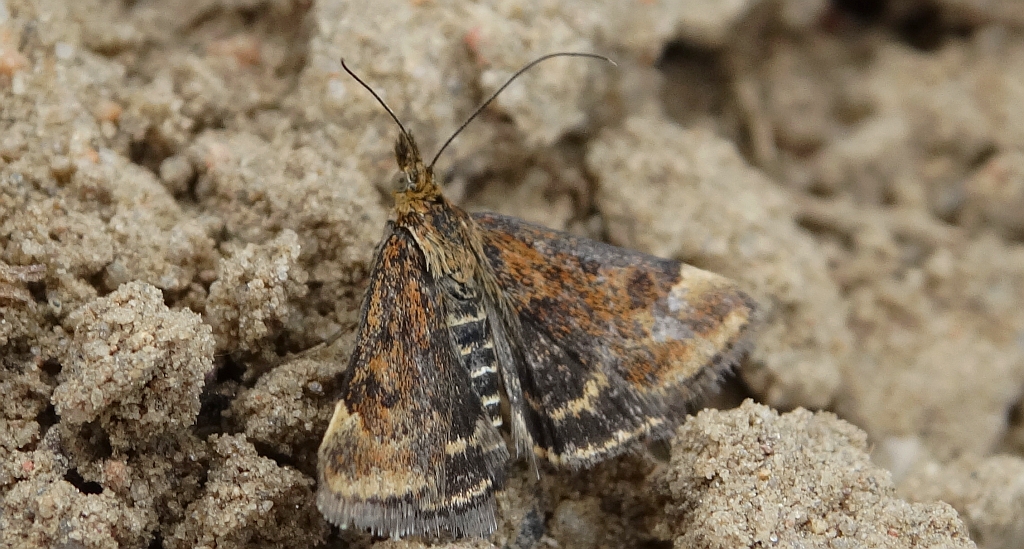 Pyrausta despicata