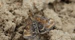 Pyrausta despicata