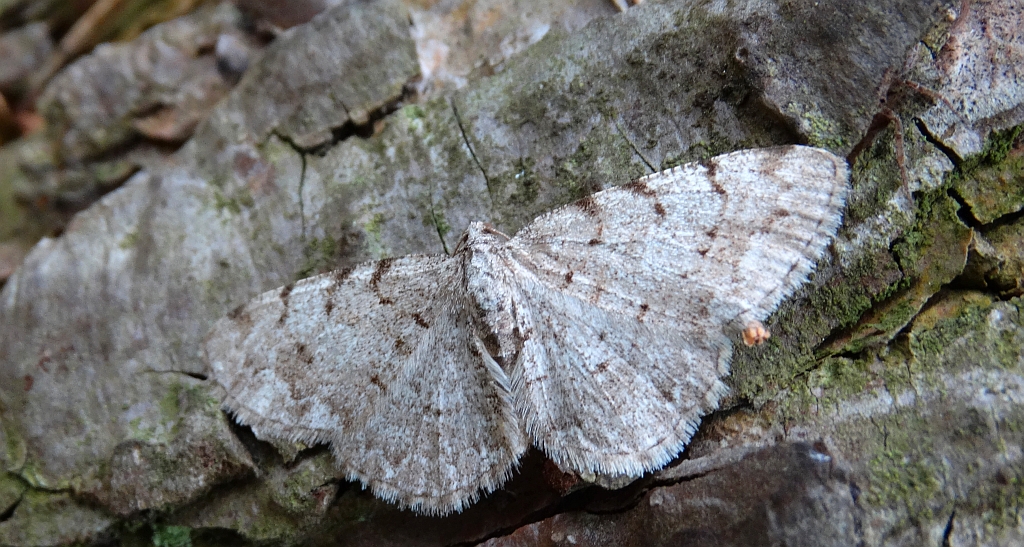Przylepek olszyniak (Aethalura punctulata)