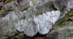 Przylepek olszyniak (Aethalura punctulata)