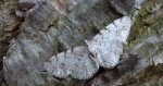 Przylepek olszyniak (Aethalura punctulata)