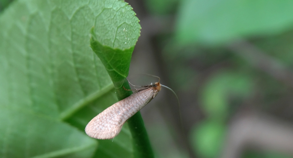 Nematopogon adansoniella