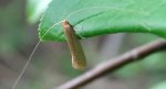 Nematopogon adansoniella