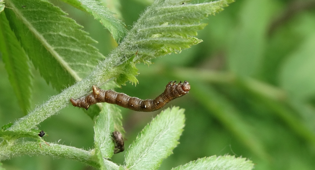 Mrzonka pierzak (Colotois pennaria)