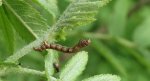 Mrzonka pierzak (Colotois pennaria)