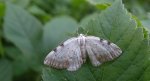 Ciemnokres dwuplamek (Lomographa bimaculata)