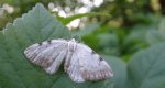 Ciemnokres dwuplamek (Lomographa bimaculata)