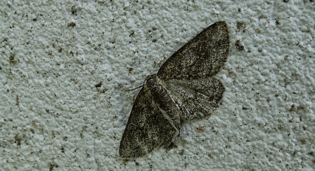 Przylepek pomrocznik (Ectropis crepuscularia)
