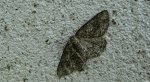 Przylepek pomrocznik (Ectropis crepuscularia)