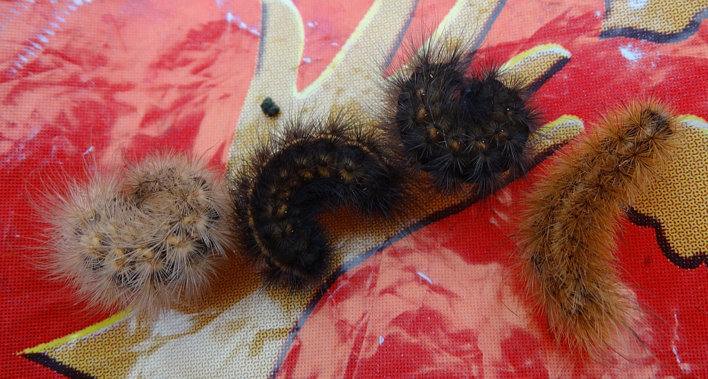 Sadzanka rumienica (Phragmatobia fuliginosa)