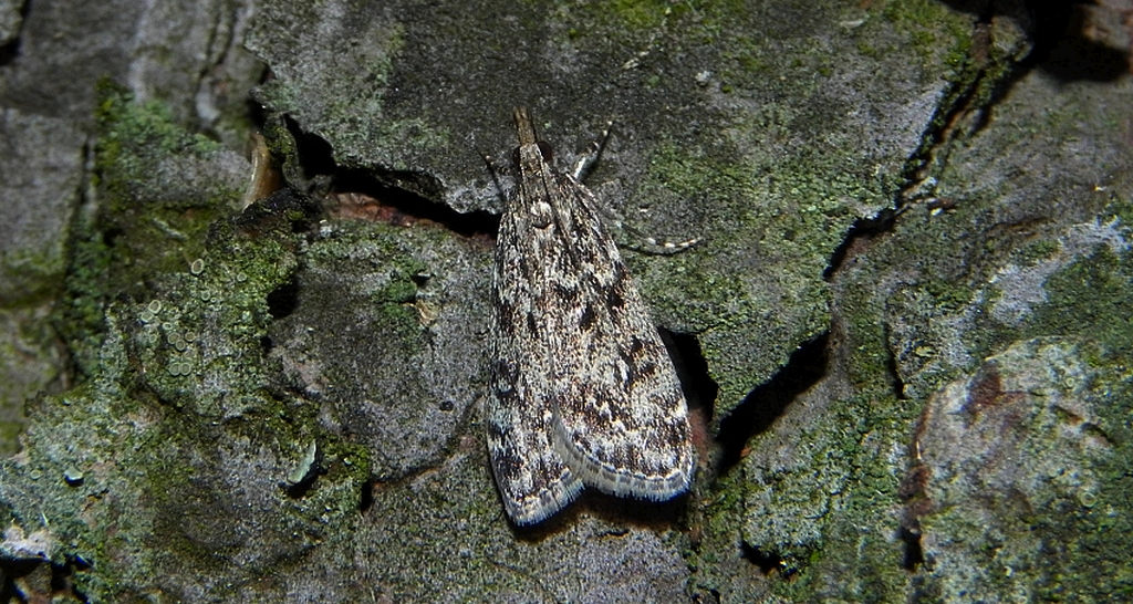 Scoparia basistrigalis