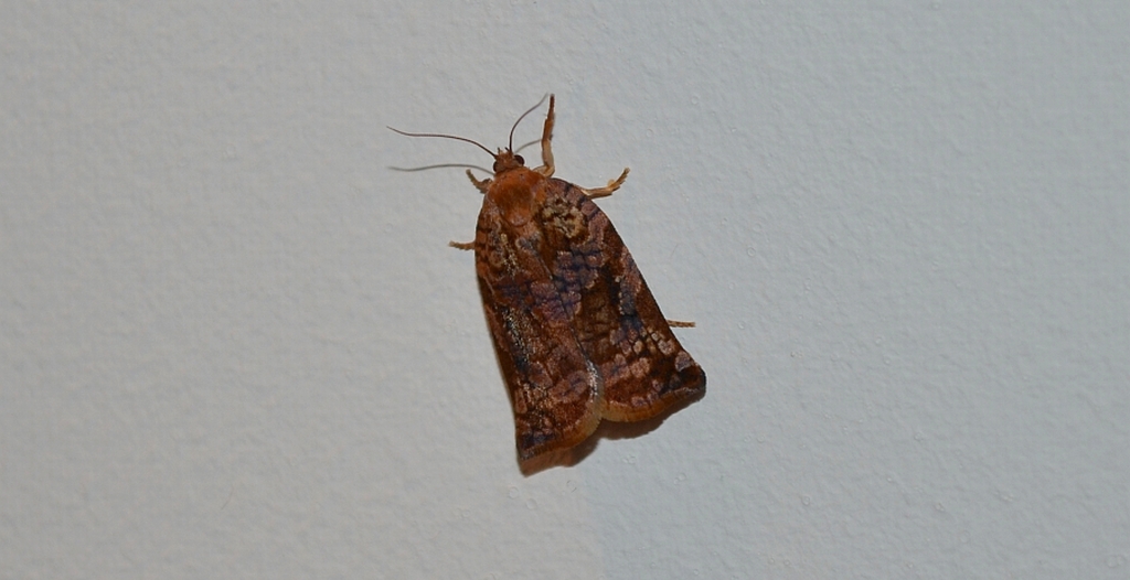 Archips oporana