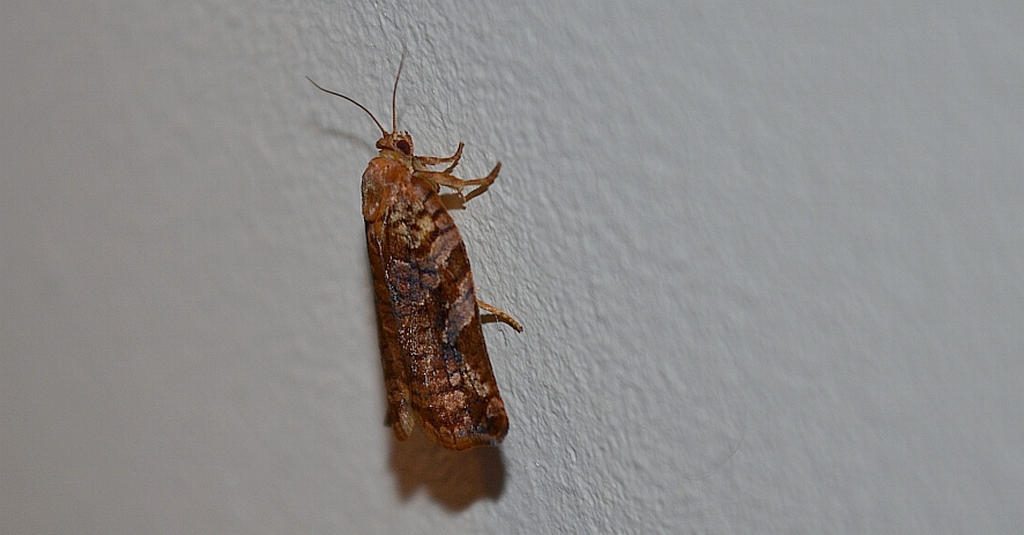 Archips oporana