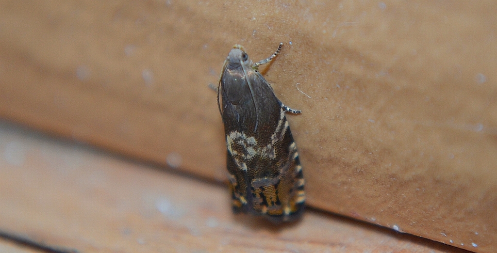 Endothenia ustulana, albo Enarmonia formosana lub Pammene albuginana