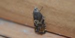 Endothenia ustulana, albo Enarmonia formosana lub Pammene albuginana