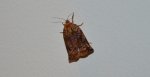 Archips oporana