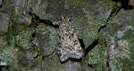 Scoparia basistrigalis