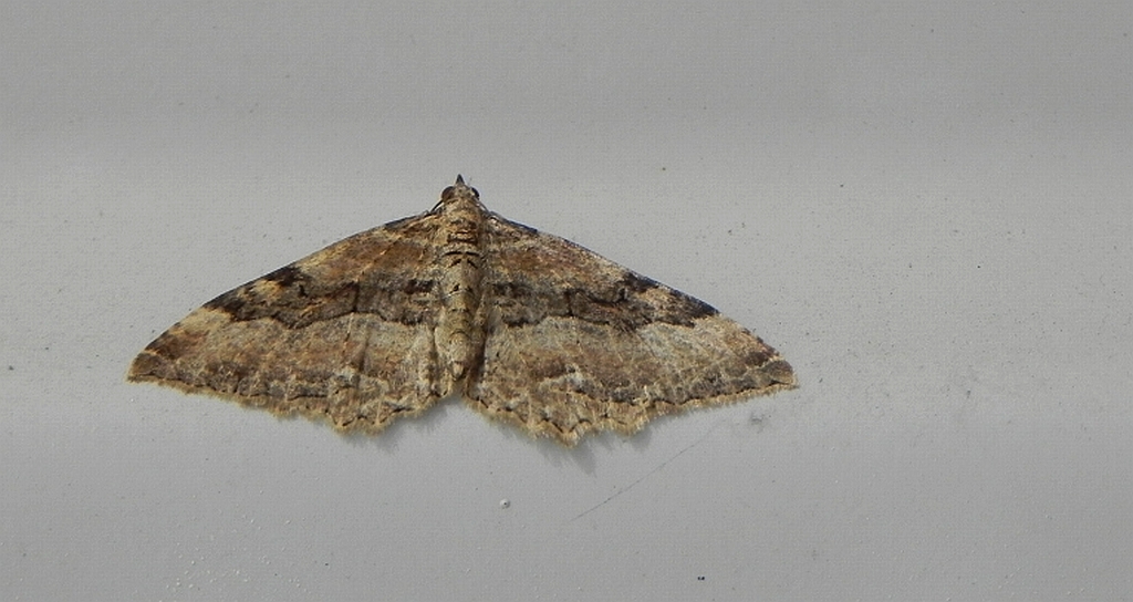 Paśnik przytuliak (Epirrhoe galiata)