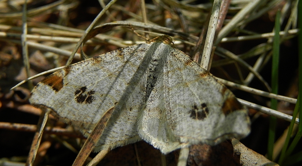 Witalnik dębiak (Macaria notata)