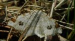 Witalnik dębiak (Macaria notata)