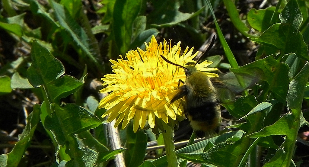 Fruczak trutniowiec (Hemaris tityus)