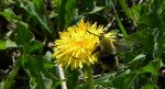 Fruczak trutniowiec (Hemaris tityus)