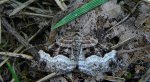 Paśnik posmutek (Epirrhoe tristata)