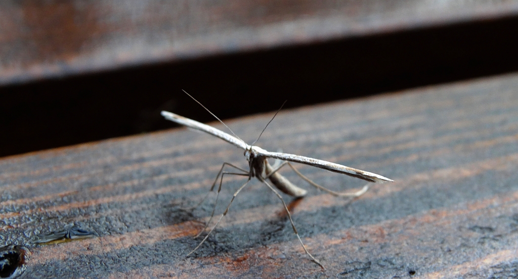 Piórolotek zwyczajny (Emmelina monodactyla)