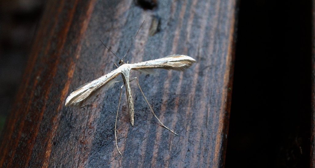 Piórolotek zwyczajny (Emmelina monodactyla)